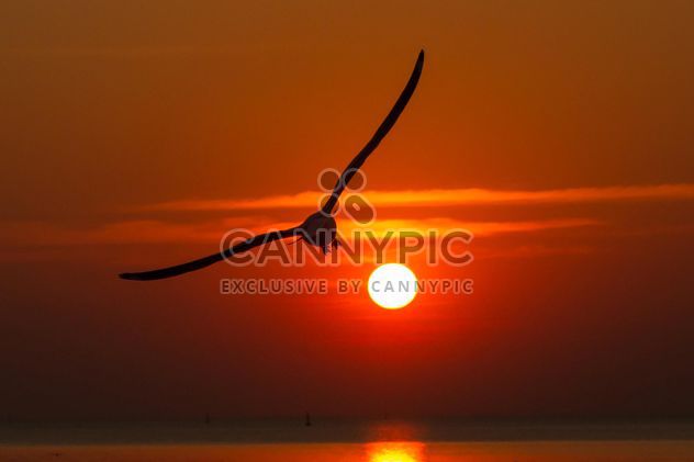 Seagull flying at sunset - image #136353 gratis