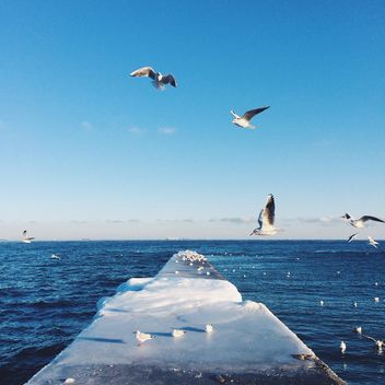 Seagulls flying over pier - image #136373 gratis