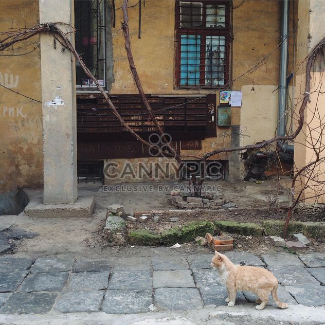 Homeless cat in street - image gratuit #136443 