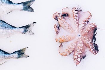 Fresh fish and octopus - Free image #136483