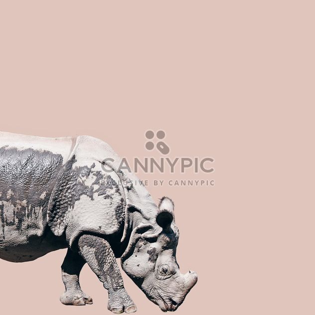 Rhino isolated on pink background - image gratuit #136613 