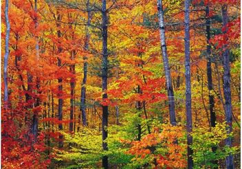 Autumn Nature - Free vector #152863