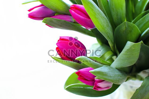 Beautiful Pink Tulips - image #182703 gratis