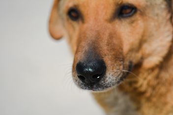 Close-up portrait of dog - image gratuit #182863 