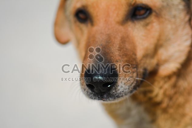 Close-up portrait of dog - image gratuit #182863 
