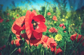 poppies on green field - Free image #182893