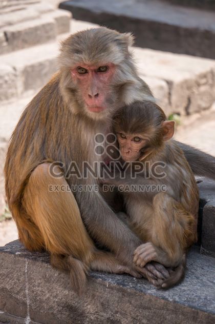 Family of monkeys at temple - Free image #183053