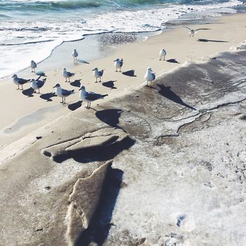 Seagulls on seashore in sunny day - image gratuit #183553 