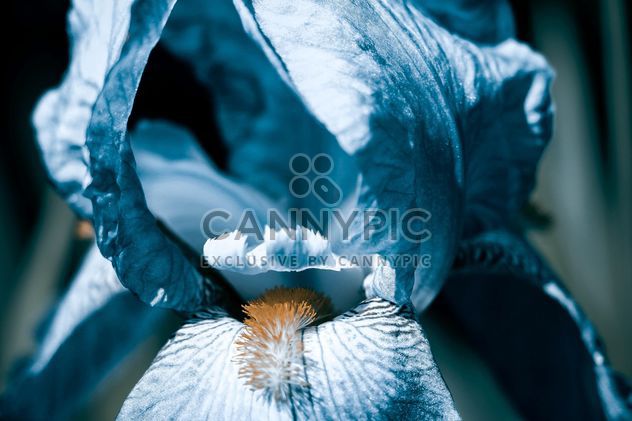 Blue iris close-up - image #183613 gratis