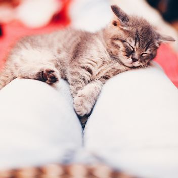 Cute sleeping kitten - image #183743 gratis
