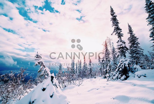 Fir trees in winter - Free image #184023