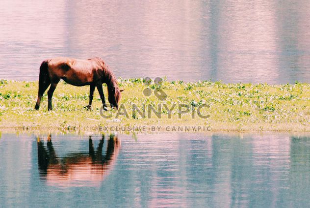 Brown horse grazing on shore of river - бесплатный image #184043