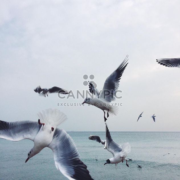 Gulls in flight by the sea - image #184123 gratis