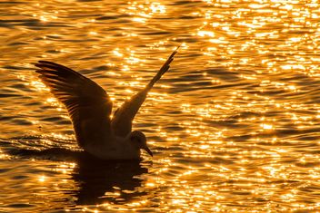 SEagull on water - Kostenloses image #184653