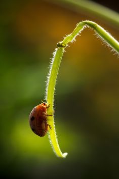 Ladybug on green twig - Free image #186123