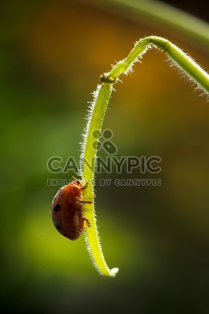 Ladybug on green twig - бесплатный image #186123