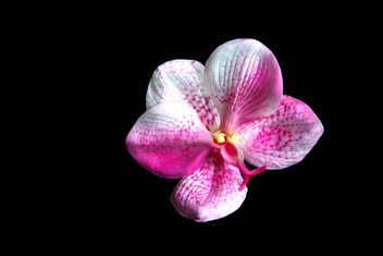 Pink orchid flower - Free image #186183
