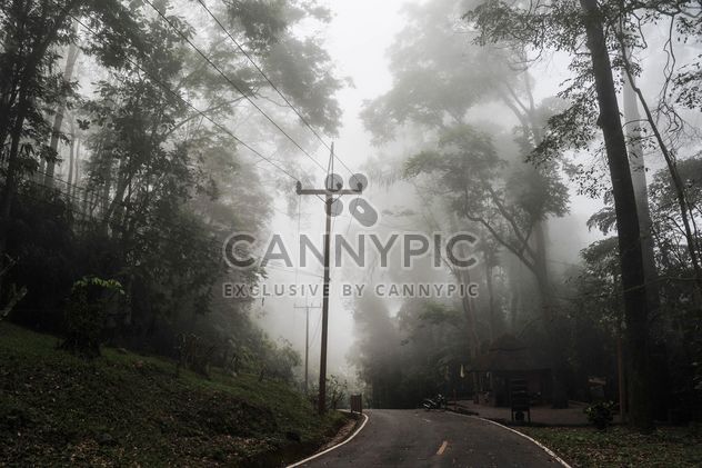 Rural road in misty morning - бесплатный image #186453