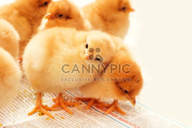 Cute small chickens - Kostenloses image #186633