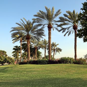 Palm trees under blue sky - image gratuit #186683 