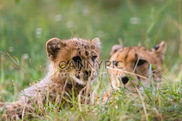 Cheetah baby with mother in grass - image gratuit #187433 