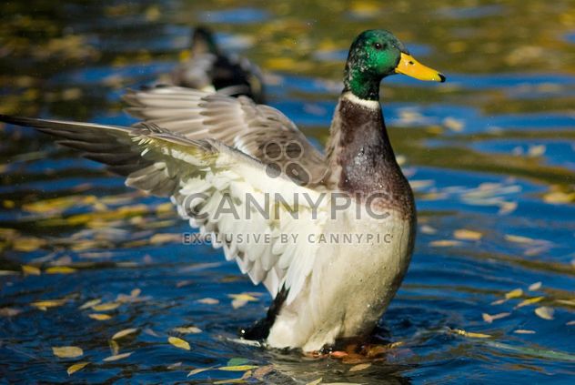 duck waving wings - image gratuit #187703 