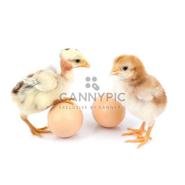 Chickens and eggs - Free image #198073