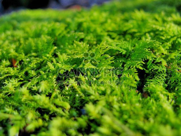 Moss close-up view - Kostenloses image #198173