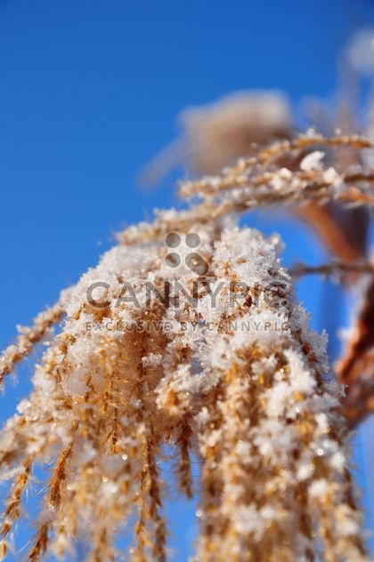 Close-up reeds with snow on sunshine against blue sky - image #198183 gratis