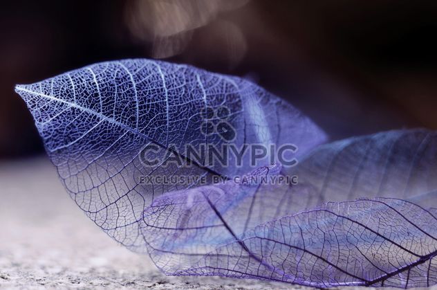 Dry purple leaves - Free image #198213