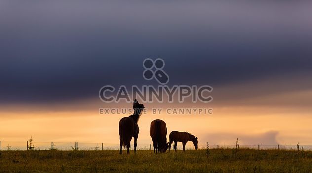 horse in the field close up - Free image #198583