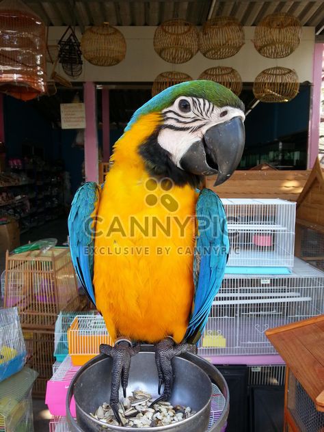 Ara parrot - Kostenloses image #200323
