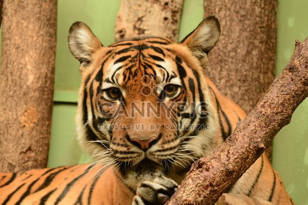 Tiger close up - image gratuit #201463 