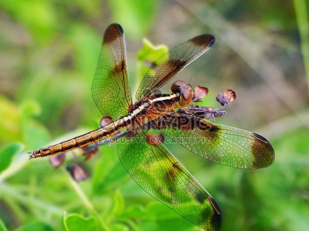 Dragonfly on the herb - image #201503 gratis