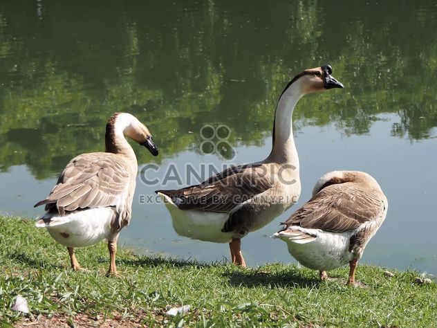 Goose in the park called - Kostenloses image #201573