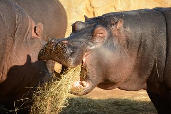 Hippo In The Zoo - image gratuit #201593 
