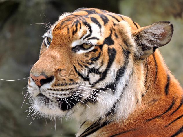 Tiger Close Up - Kostenloses image #201603
