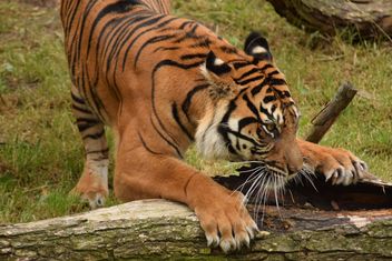 Tiger in the Zoo - image #201623 gratis