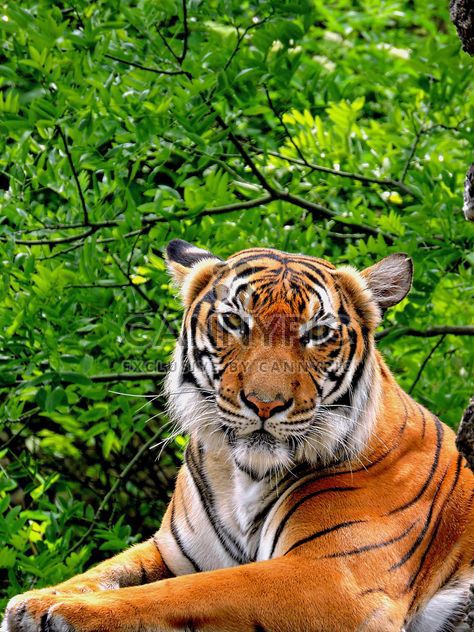 Tiger Close Up - image gratuit #201643 