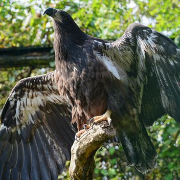 Close-Up Portrait Of Eagle - image gratuit #201683 