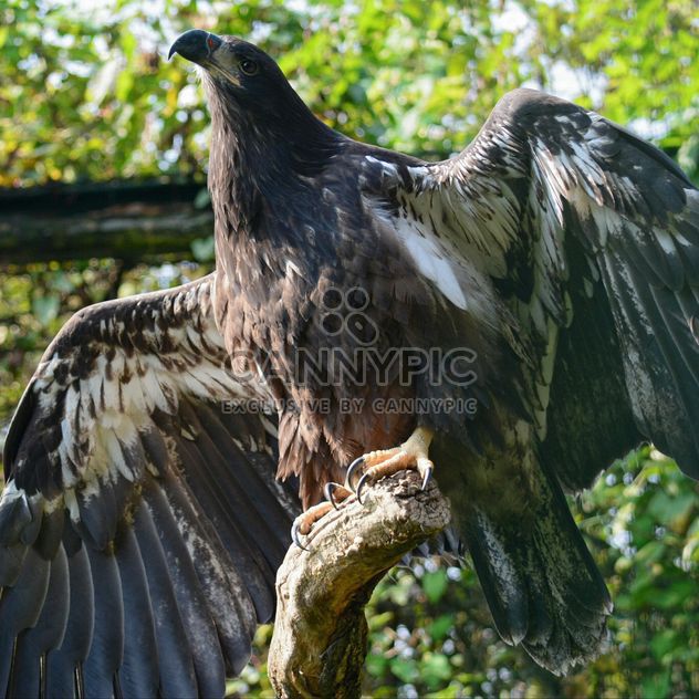 Close-Up Portrait Of Eagle - image gratuit #201683 