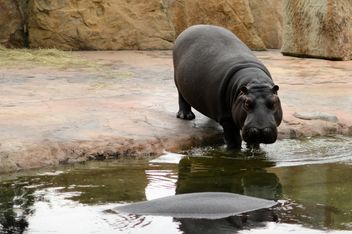 Hippos In The Zoo - image gratuit #201693 