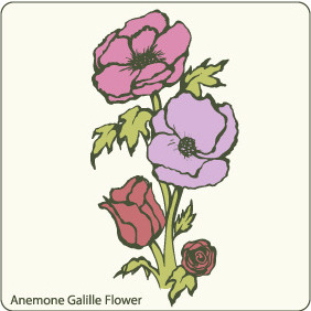 Anemone Galille Flower - vector gratuit #209643 