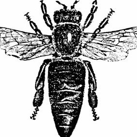 Vector Honey Bee - Free vector #219553