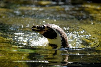 Penguin in The Zoo - Free image #225323