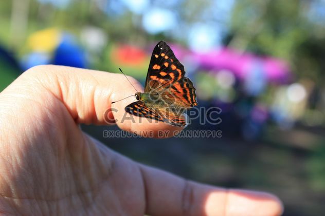 Butterfly close-up - image gratuit #225333 