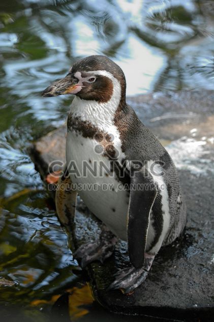 Penguin in The Zoo - image gratuit #225343 
