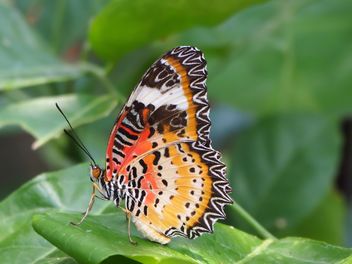 Butterfly close-up - Free image #225373