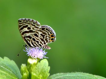 Butterfly close-up - бесплатный image #225393