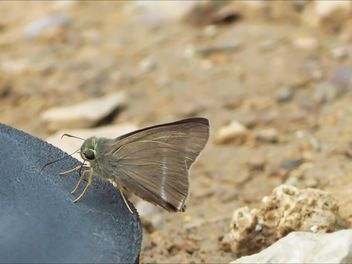 Butterfly close-up - бесплатный image #225413